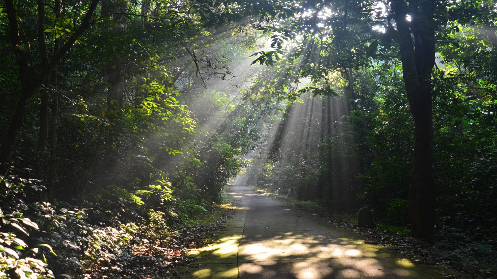 Cuc Phuong national park