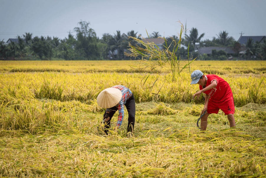 rice paddies in Vietnam