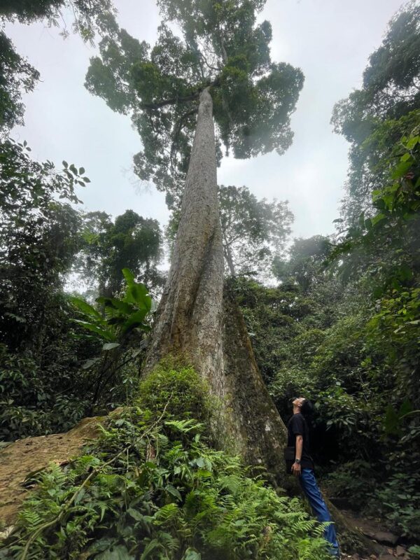 Giant tree in Cuc Phuong national park