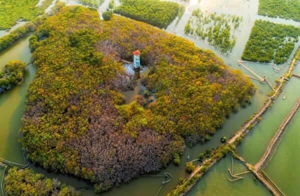 Ru Cha mangrove