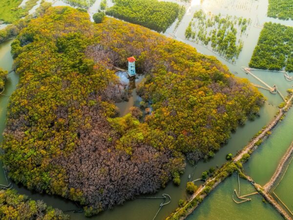 Ru Cha mangrove