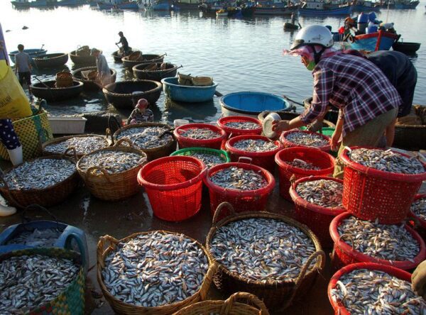 Duy Hai fish market