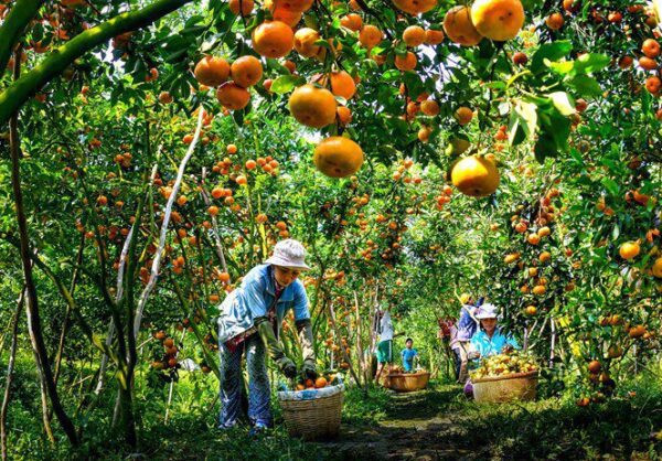 Mekong-fruit-orchard
