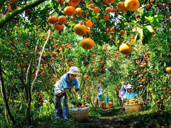 Mekong-fruit-orchard