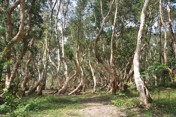Trekking trail in Binh Chau Nature Reserve