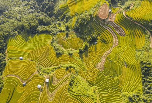Fly on the golden season of Mu Cang Chai