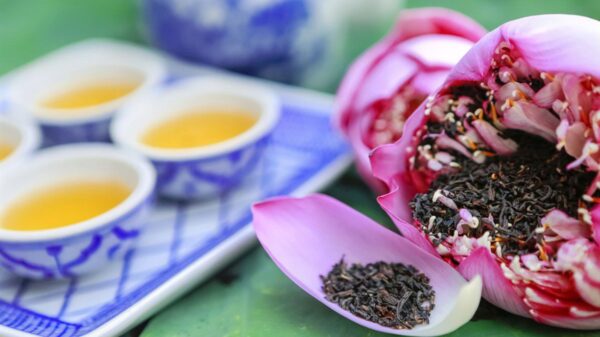 Tay Ho Lotus Tea: A Precious Gift from Vietnam