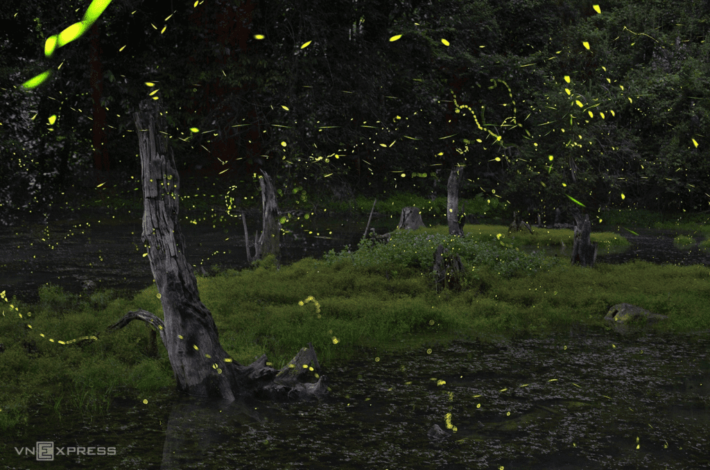 Watch fireflies at Cuc Phuong 