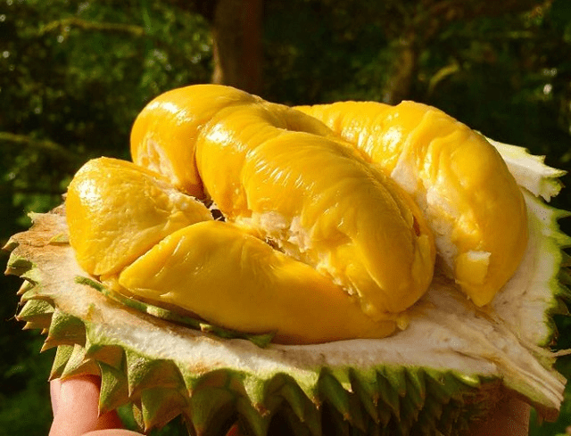 10 Fruits You Should Try While In Vietnam